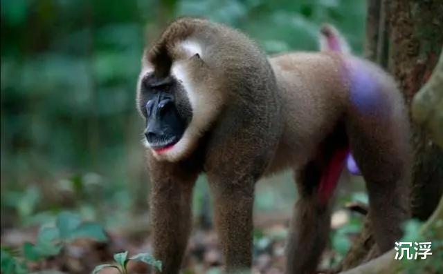 山魈|山魈是如何打死花豹的？神秘自然