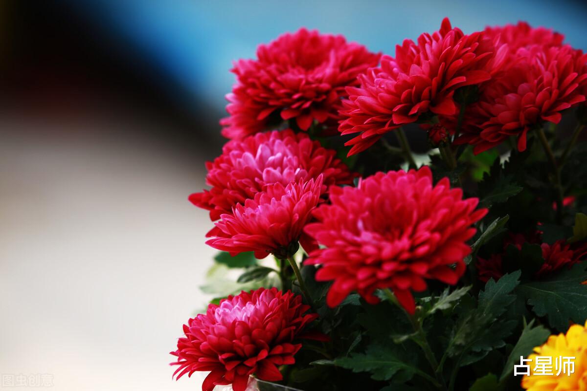 米勒|(日运)苏珊米勒_8月19日星座运势:百般红紫斗芳菲