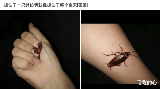 孙悟空|“如果取经队伍换成孙悟空、杨戬和金翅大鹏会怎样?”哈哈哈西天抢经