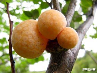 「基因」这位研究生周末偷个懒，却意外破解了啤酒的千古之谜