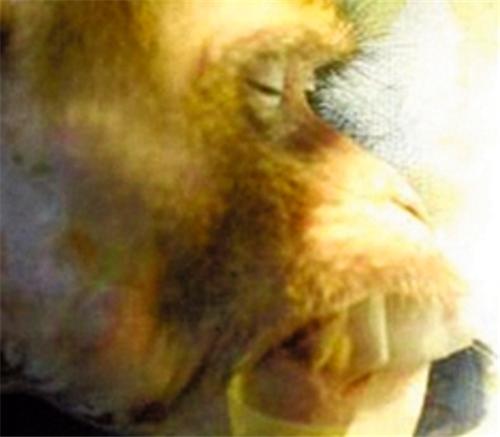 世界第一例“换头”手术,实验对象是一只猴子,最终结局如何?