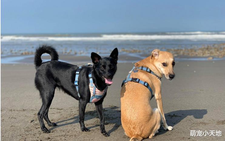 黑汪被包成生乳卷姐姐哄睡！旁边小黄汪坐镇，偷打瞌睡笑翻网友