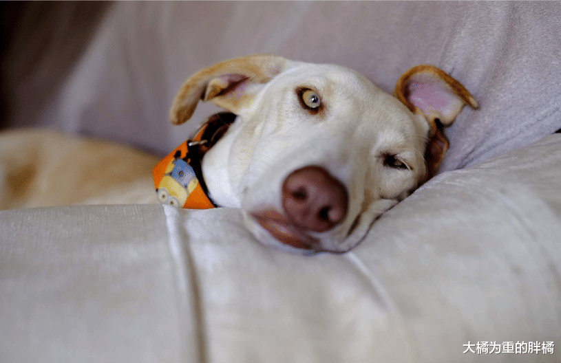 流浪狗被女子所救，它带伤“引导”女子回家，10只小狗也有幸被救