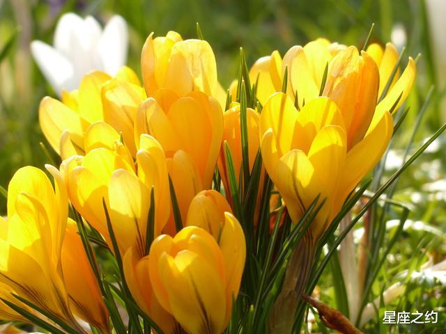 『天蝎座』在7月份，突破瓶颈，节节攀升，如鱼得水的三大星座