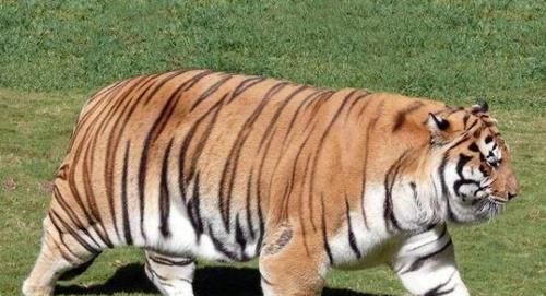 「熊猫」5种动物怀孕后的样子，完全变了个样，网友：大自然真是奇妙！