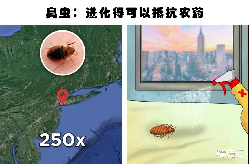 棕熊|被迫的进化：因为人类的影响，而不得不发生进化的5种动物