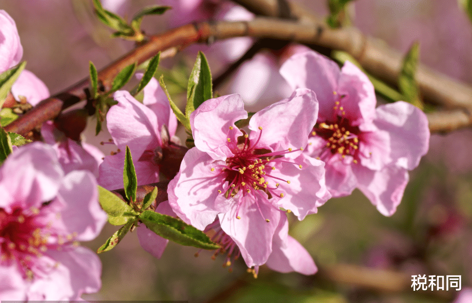 #霉运#7月5号，霉运到头，财运大开，事业有成，喜获丰收的3属相