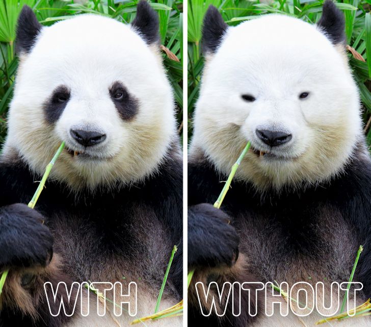 |如果去除每种动物的独特图案 他们会是什么样子？