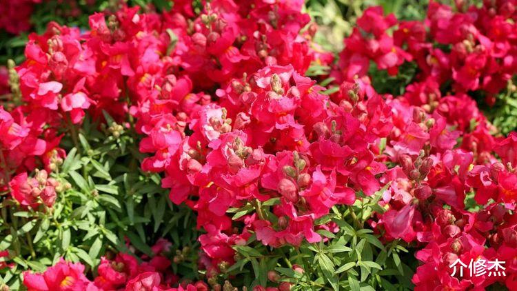 生肖|进入9月底后，好运不断，事业上升，财运变得十分旺盛的四大生肖