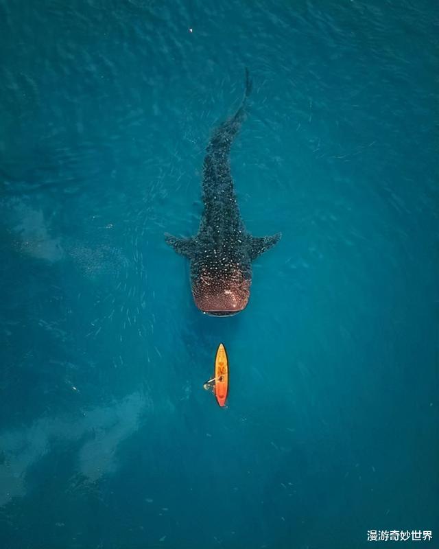 |看了对比图才发现，这些东西居然这么大…