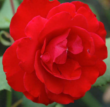 运势|10月份，4属相出门吉利，四面喜报传，喜多财旺桃花开，生活美好