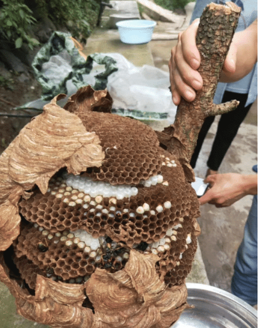 女装|“一男子为了庆祝自己的基友从部队退役回来，竟然穿上女装来迎接他”哈哈哈！