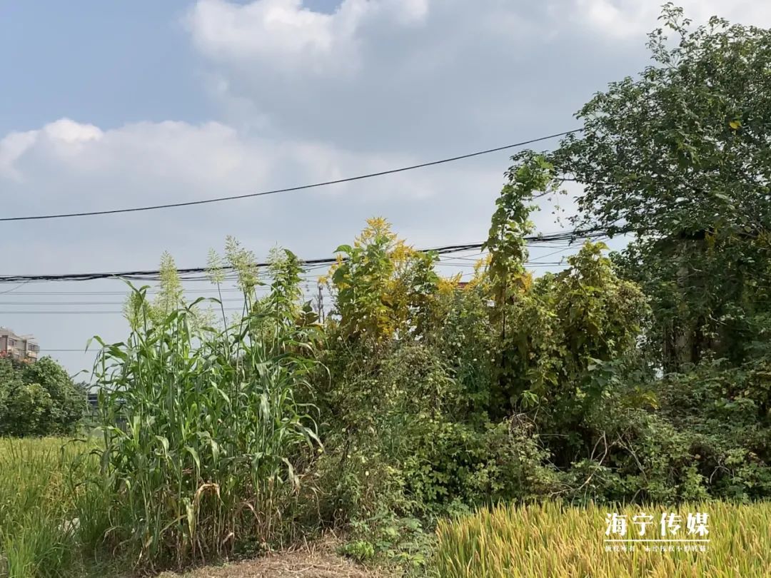 海宁日报|“繁殖这么快，有点吓人”，市民发现海宁这里一大片...急了