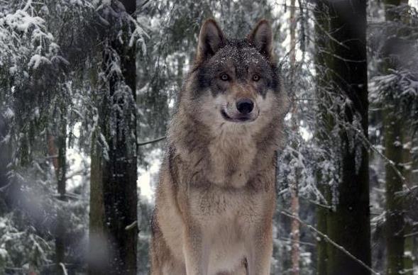 「」狼的天敌到底是谁？说出它的名字后，狼表示：真的惹不起！