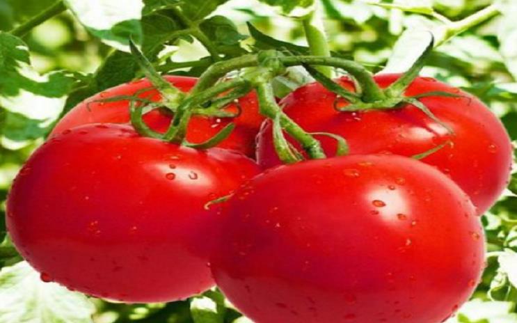 「蛋糕」选西红柿时，挑圆的还是挑尖的，老菜农：牢记3点保证个个都好吃