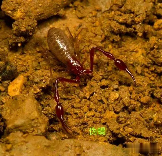 [贵阳]贵阳一探险队在地下洞穴里发现神秘的动物世界
