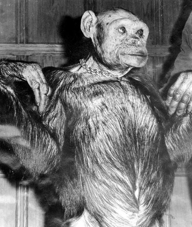 黑猩猩|人和黑猩猩后代实验，5名女性试验后，为什么不敢再尝试了？