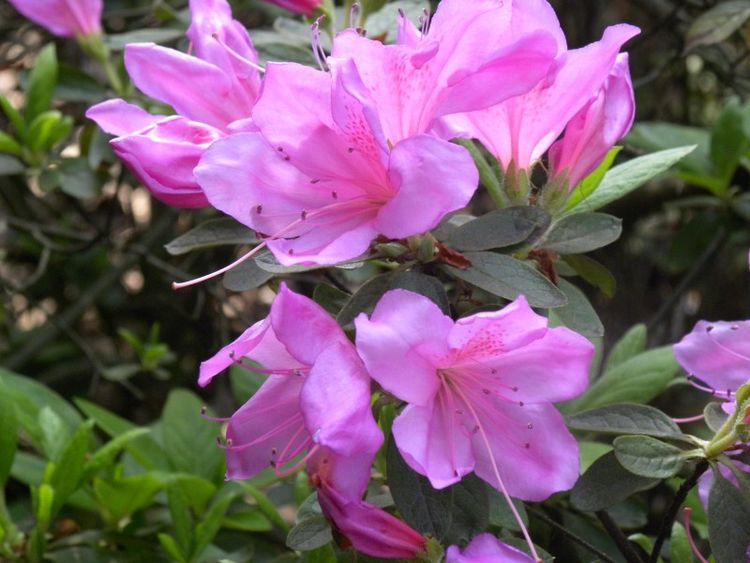 运势|9月份，喜鹊送桃花，感情运上升，有机会遇到自己的真爱的4大星座