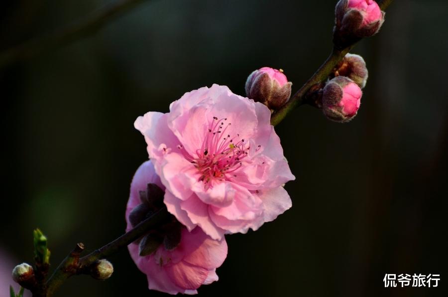 【生肖】今天开始运势飙涨，事业飞黄腾达，横财大发，财丰利达3生肖