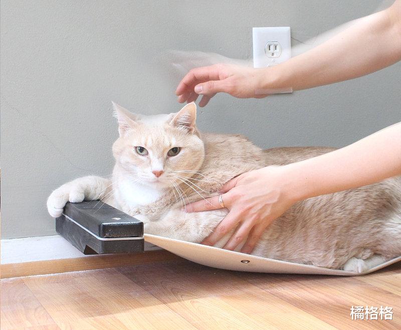 猫虽特立独行，但也可以跟随环境变化改变社交方式