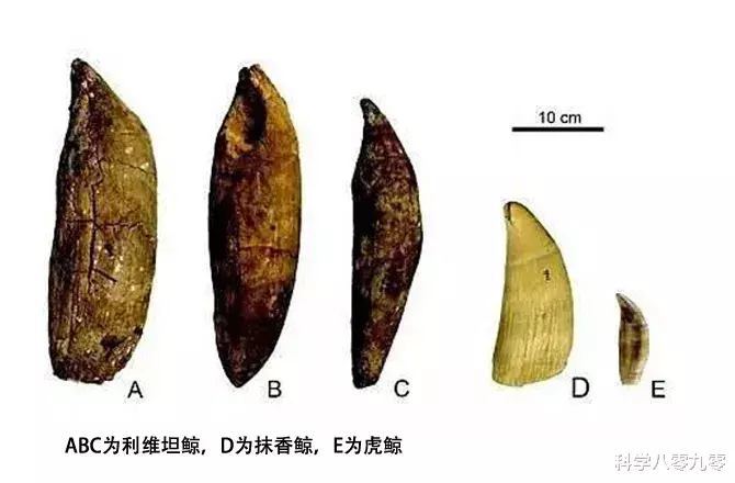 彗星|史上最强的“抹香鲸”，假如它能复活，几十只虎鲸也不是对手！