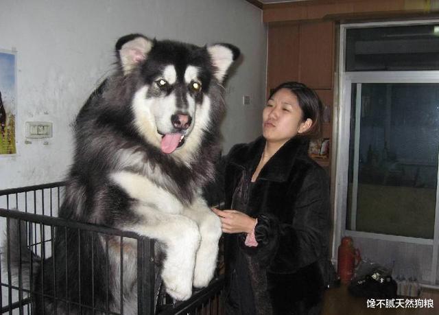 边境牧羊犬|买得起养不起的8种狗，很多人表示后悔不已