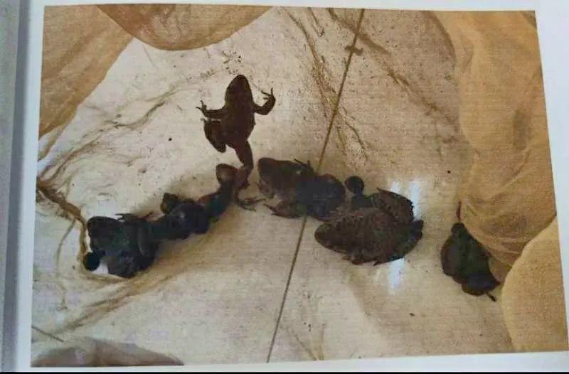 福州日报|下田抓“田鸡”,福州3男子被送上法庭!还将承担刑事责任