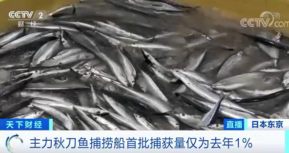 浙样的生活|历史罕见！浙江人爱吃的这种鱼价格飙涨5倍！