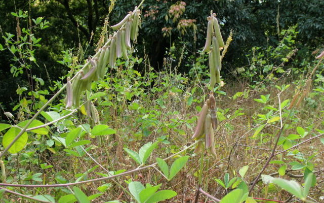 猪屎豆|路旁成片无人识，还常被荒废，殊不知果实36元一斤，认识吗