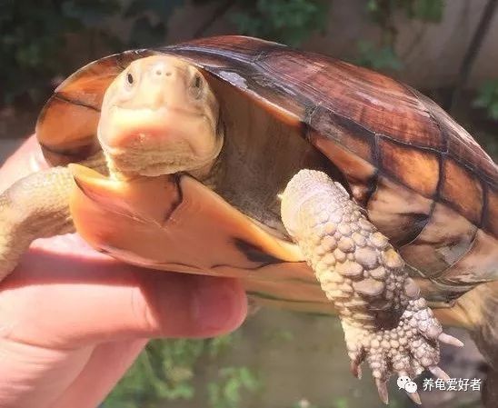 龟龟的冷知识小合集，你看你都知道吗？