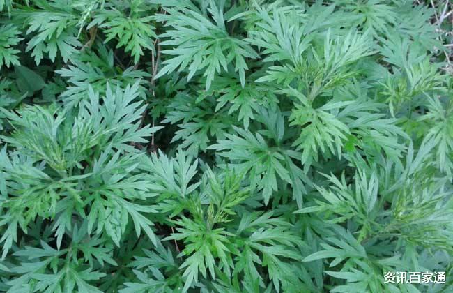 科学家|科学家发现一种植物能在16小时内杀死癌细胞，有很重要的医学价值