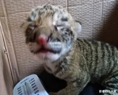 「老虎」中国首只虎狮虎兽诞生，为什么老虎可以和狮虎兽生下幼崽？