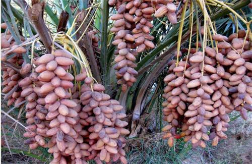 「桑葚」男人年过50，常吃以下这些美食，比抽烟喝酒过瘾，关键还不贵