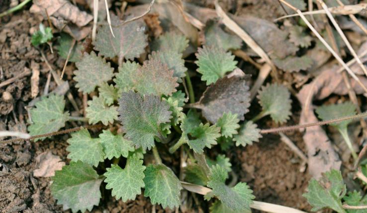 [中药材]大家常见的中药材喉咙草，祛风清热，跌打损伤，药效多多
