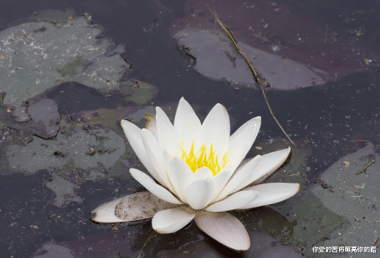 「」6月25日开始喜气来临，4属相福到了，财运来了，金玉满堂