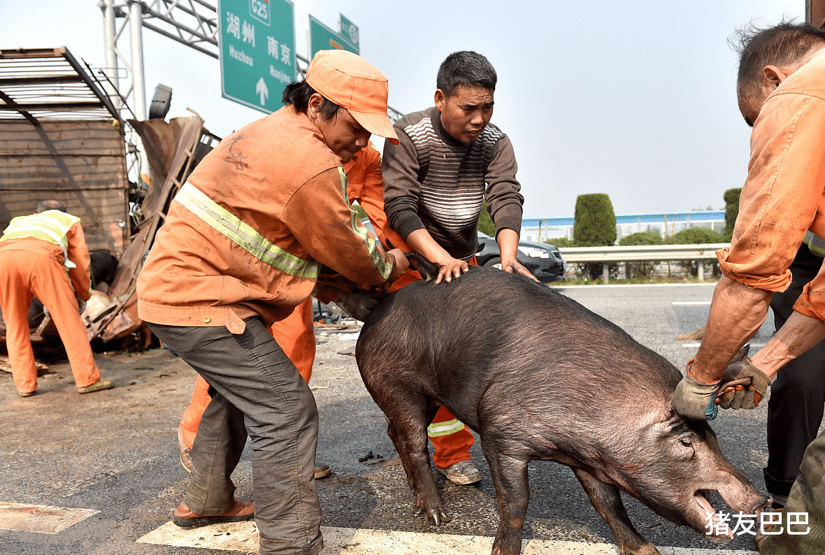 生猪价格▲又是“一片红”！猪价缘何大涨？大涨之后有“大坑”？附28日猪价