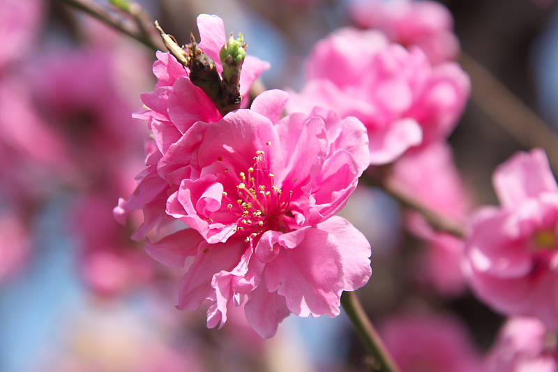 生肖|未来一个月，喜事连连，琴瑟和鸣，月老牵线，喜获姻缘的3生肖