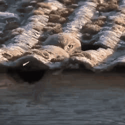 谢霆锋|18岁的蔡徐坤和18岁的谢霆锋,哪个比较帅?有点过分了吧