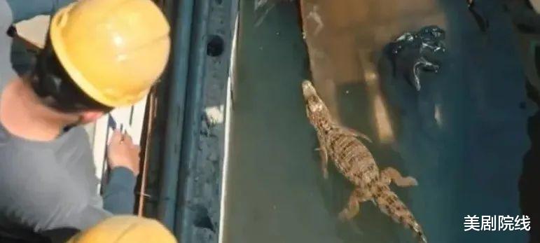 [鳄鱼]HBO又拍了一部9分华语剧，题材大胆，剧情满分