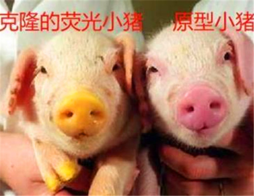 基因@23年前就出现了克隆羊，为何没克隆人？看多莉的下场，你就明白了