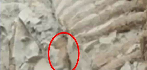 『外星人』恐龙化石中出现外星人头盖骨！专家: 第一批来的，都被吃了