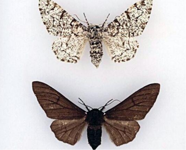 科学家|1亿年之后，人还是人吗？科学家给出的模拟图让人惊讶