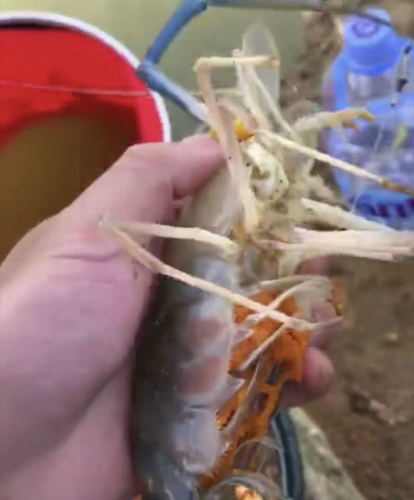 湄公河■湄公河巨虾真来了，并在浙江河道里繁殖产卵，当地人：一肚几千颗籽