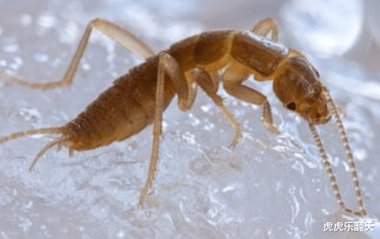 『』中国独有的三种动物,远远的看看就好,碰了它是要坐牢的