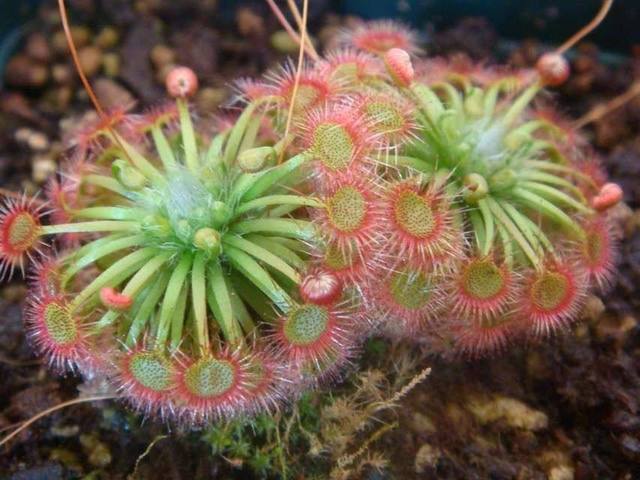 【】盘点那些长相奇怪的植物们，你认识几个？