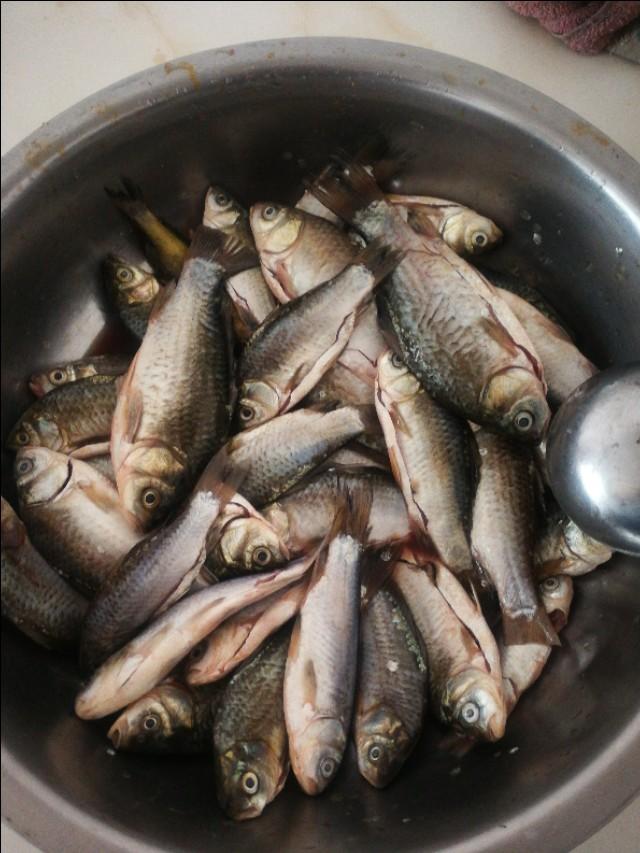 「湖北」湖北洪湖钓的鲫鱼