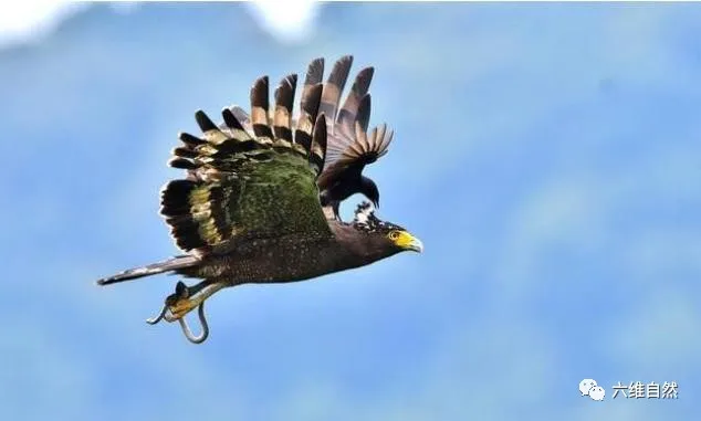 |一蛇雕爪下捉住蛇,头部却被卷尾鸟猛踩,是弃蛇驱鸟或舍弃尊严?