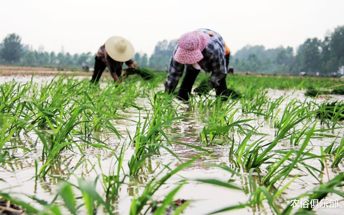 |中国农夫弯腰插秧,缅甸农民则站着插秧,一个更快,一个更轻松