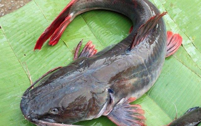 豆浆|被人“误解最深”的一条鱼，营养却比甲鱼还高，才5元1斤没人要