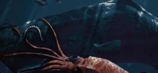 大王乌贼|大王乌贼和大王酸浆鱿谁更大？它们真的能吃抹香鲸吗？